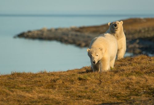Встреча с хозяевами...