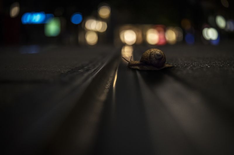 Улитка фото превью