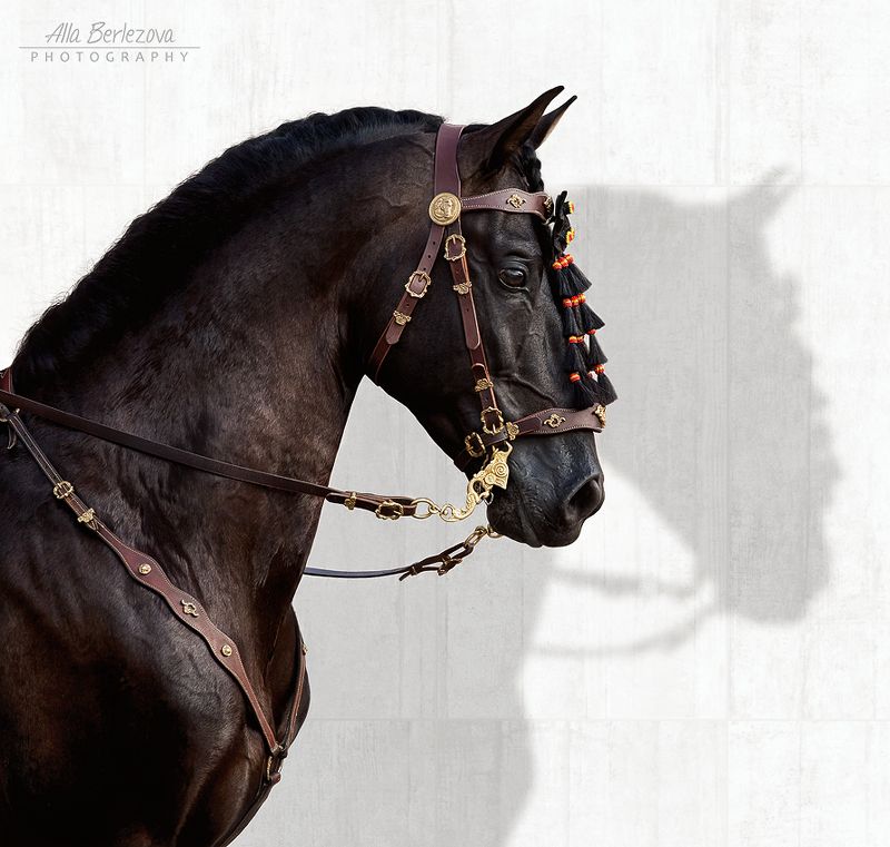 лошадь,  horse *** фото превью