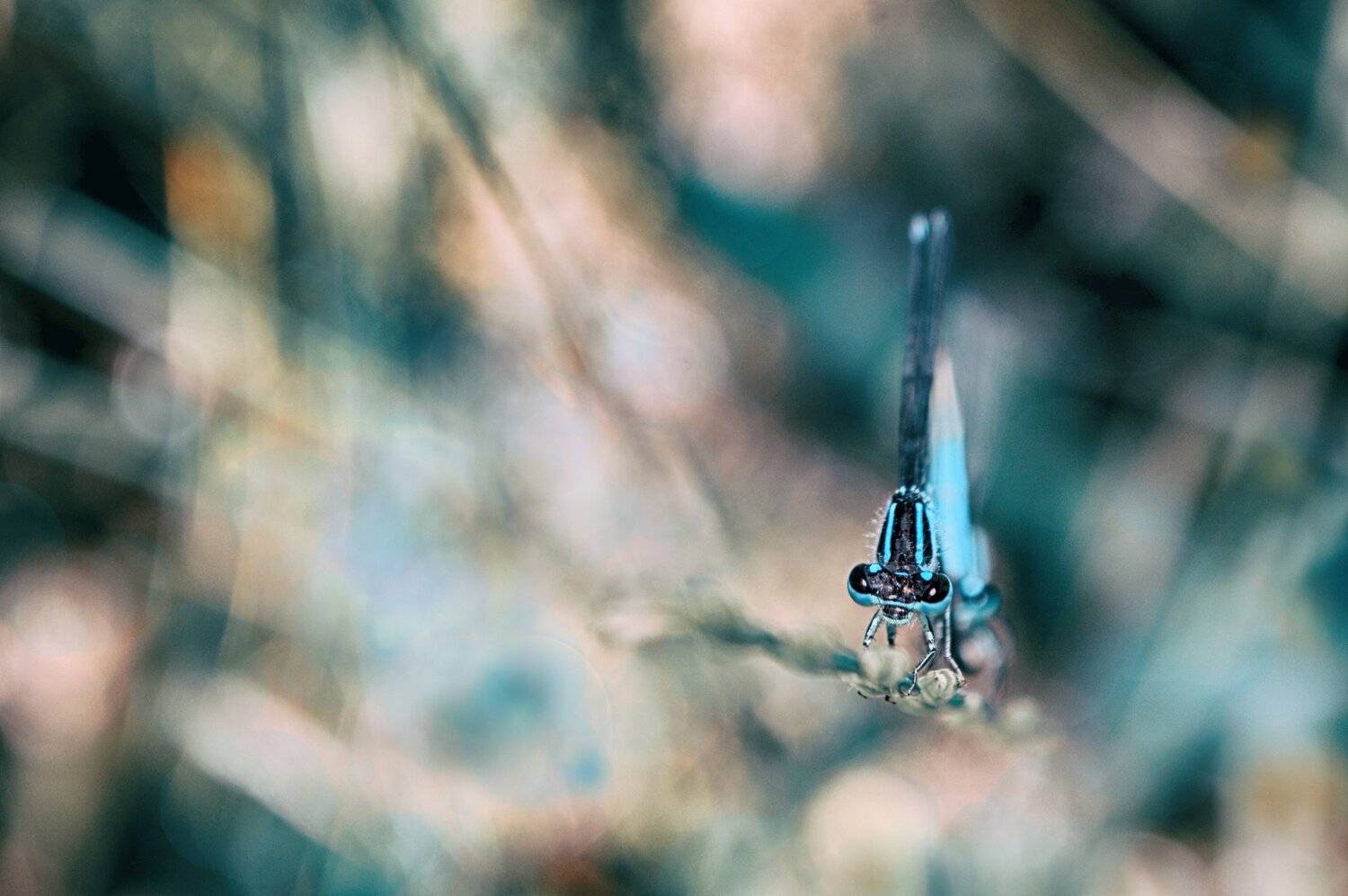blue, dragonfly, стрекоза, macro, синий, Teodora Sarbinska