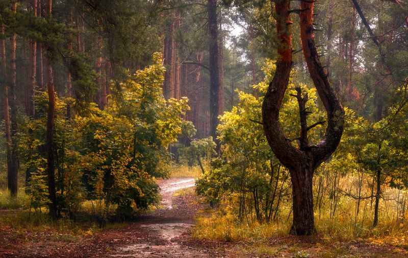 прогулка в лесу фото превью