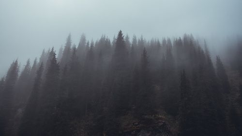 Стенолес