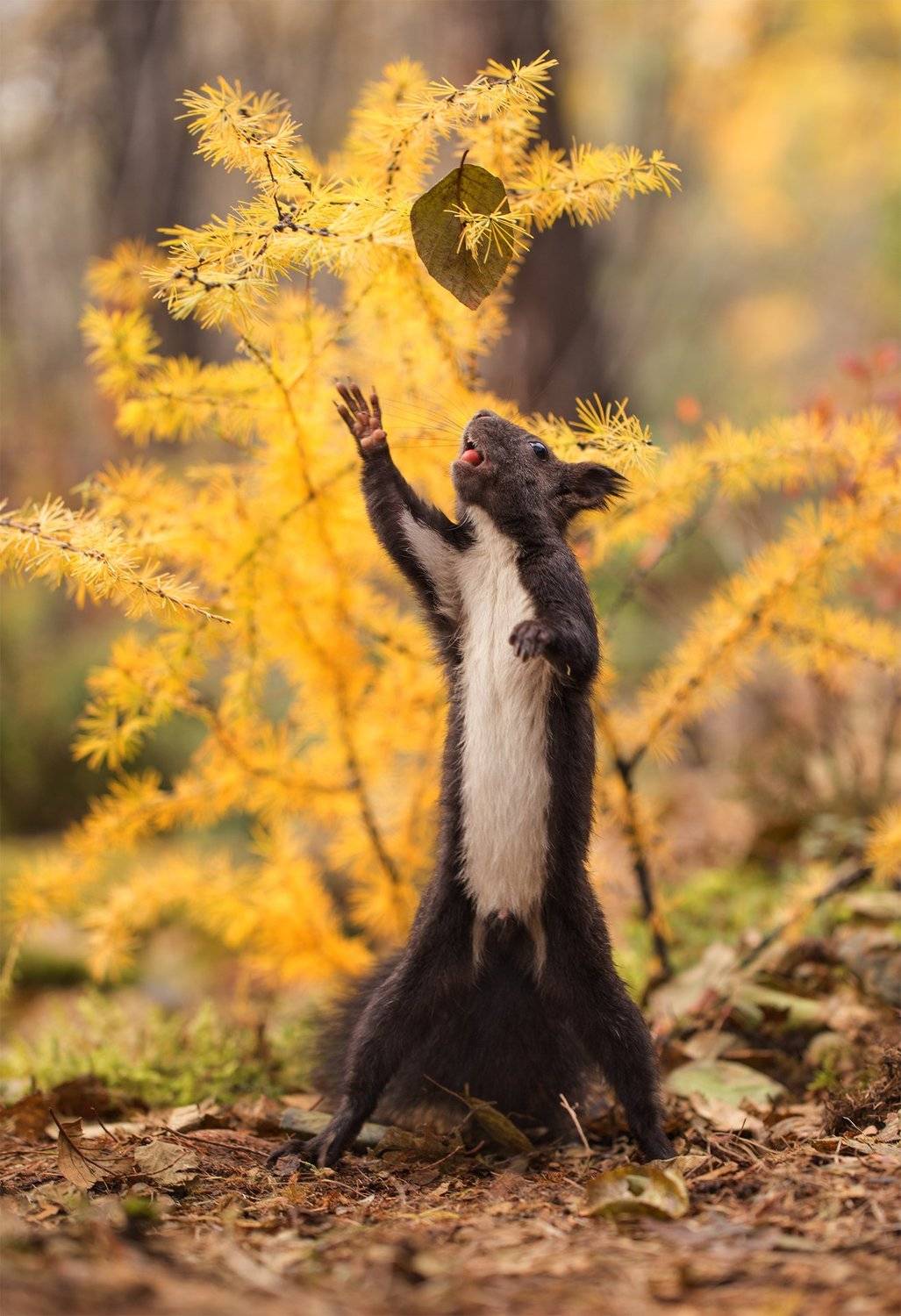 якутия, нерюнгри, белка, Евгения Левина