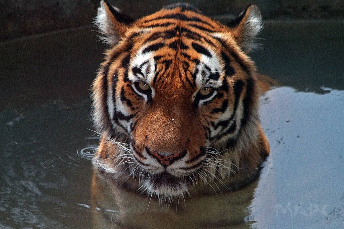 животные тигр амурский тигр сафари-парк, Шангареев Марс