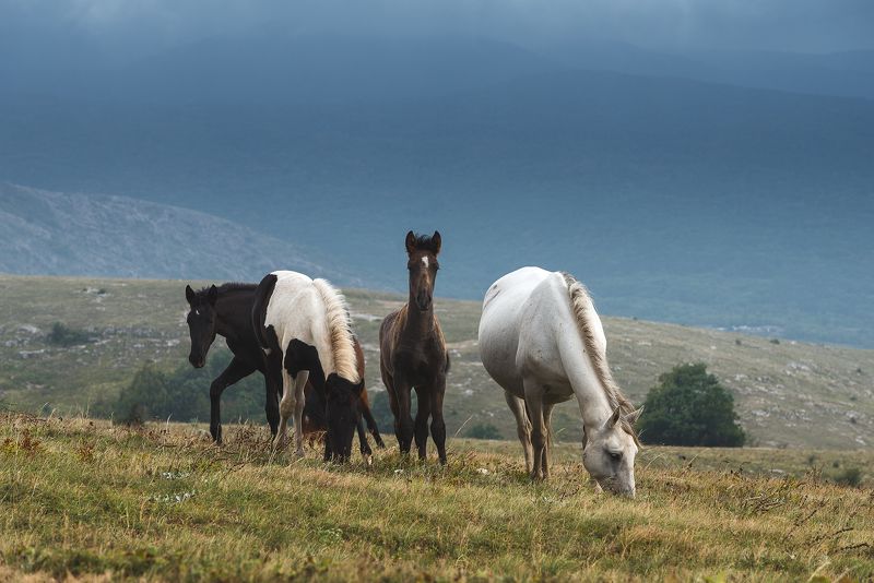 Лошади на Долгоруковской яйле, Крым. фото превью