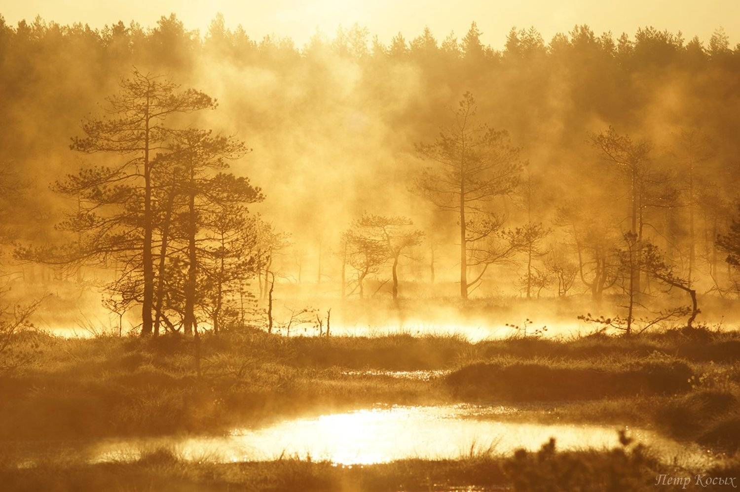 , Петр Косых