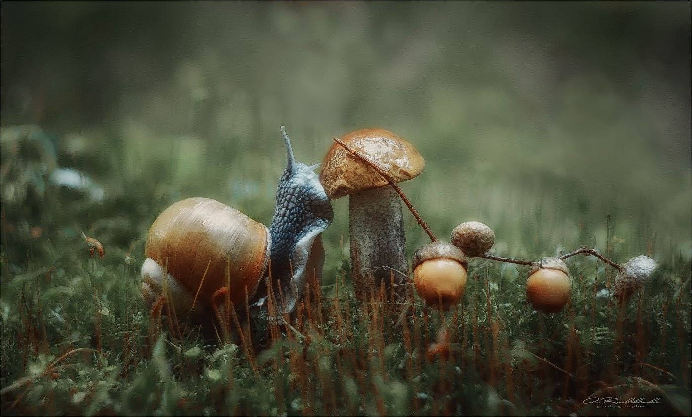 , Рудченко Анатолий