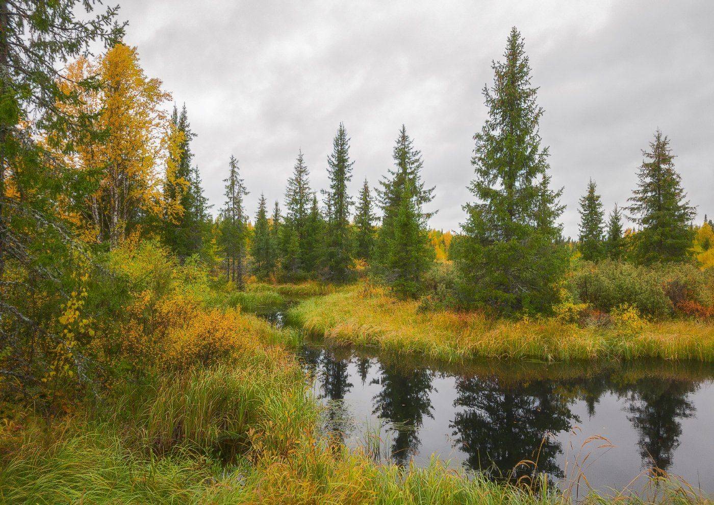 печора,коми,лес, Игорь Подобаев