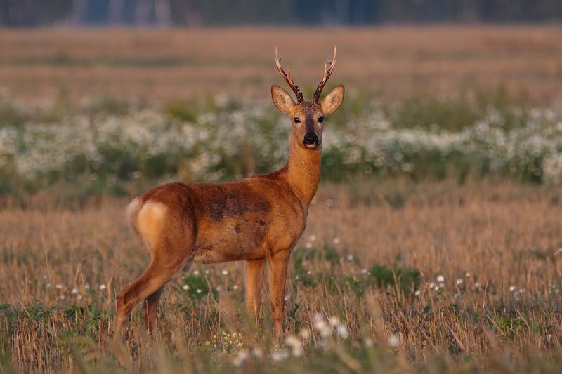 Утро косулиное фото превью