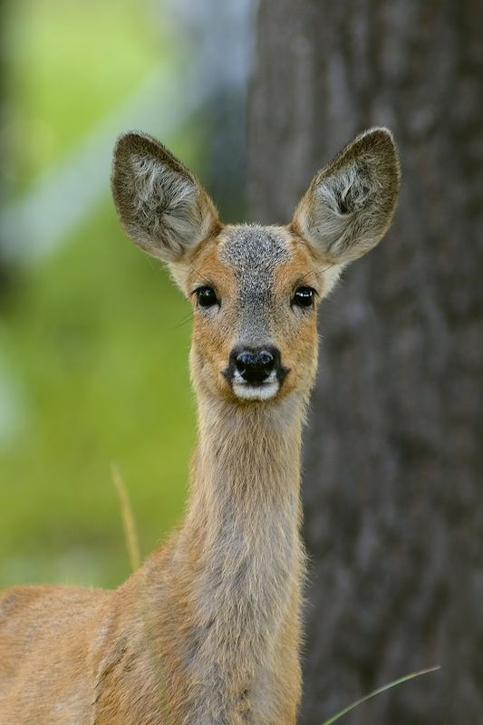 бембик фото превью