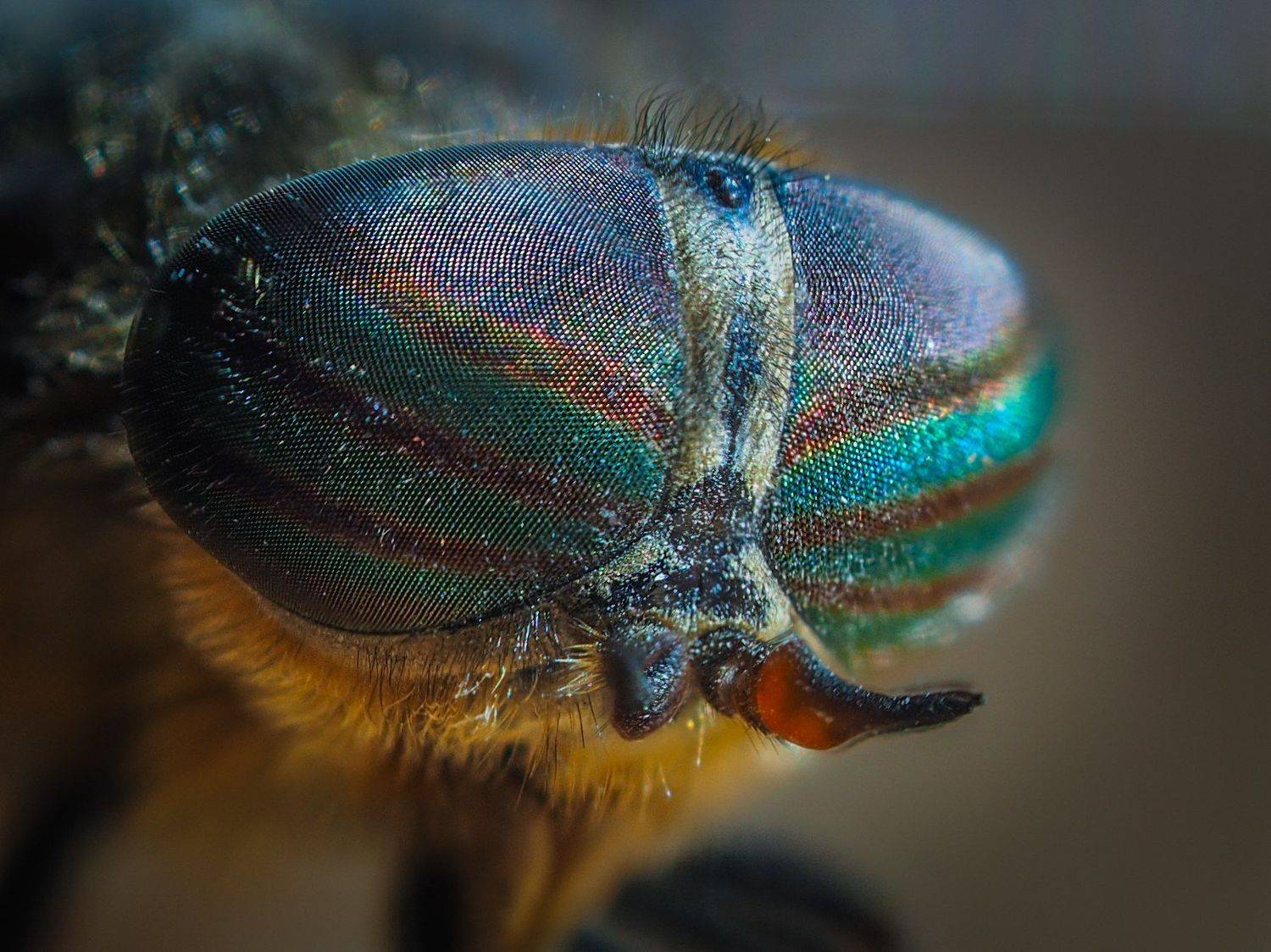 , Евгения Муравская