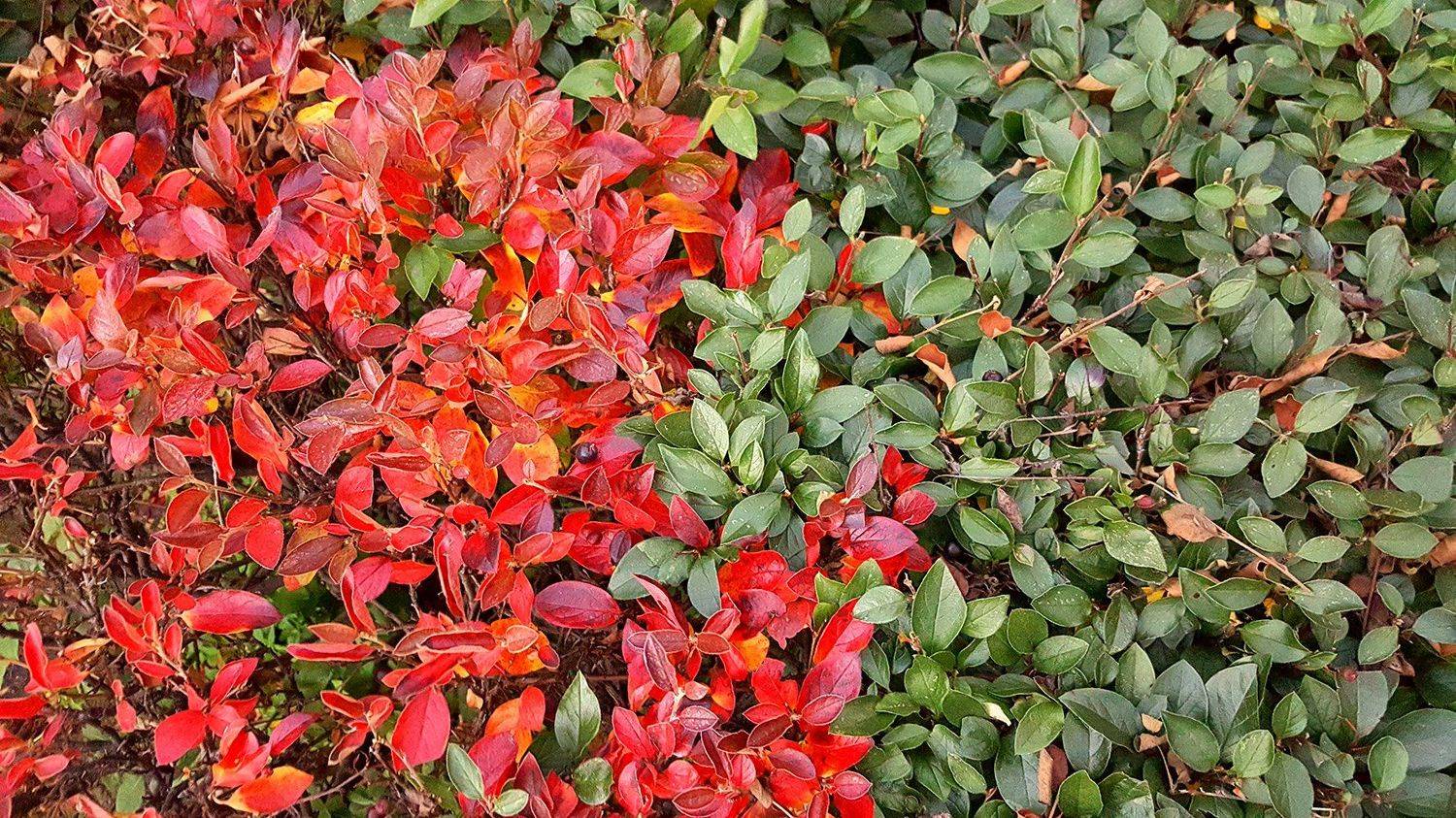 , Константин Миронов