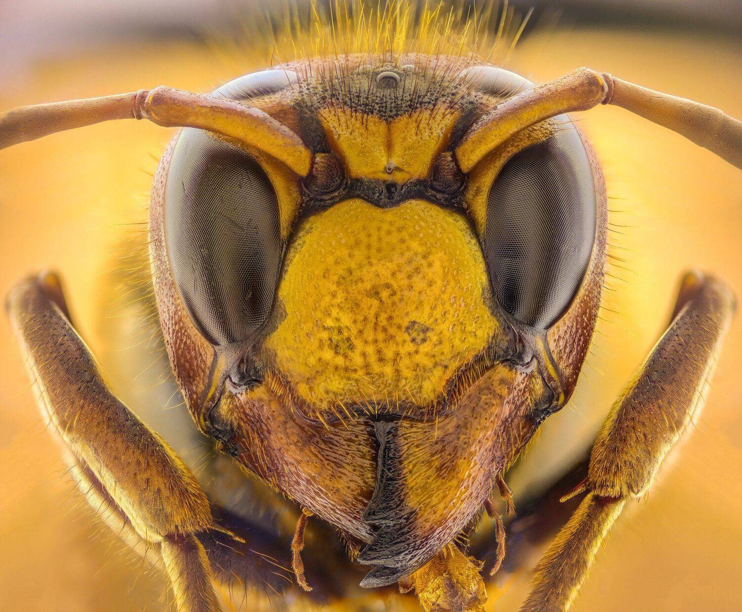 Hornet. Автор: Tsvetan Ganev ceclii, macro, extrememacro, Tsvetan Ganev