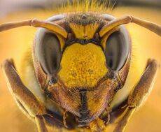 Hornet
