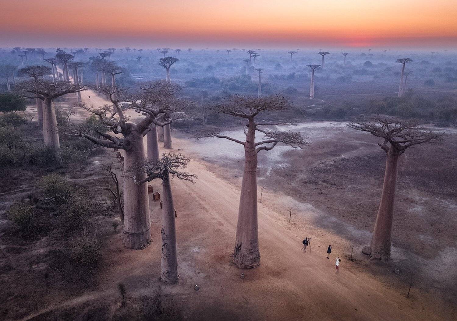 Мадагаскар, баобабы, дрон, пейзаж, фототур, Mikhail Vorobyev