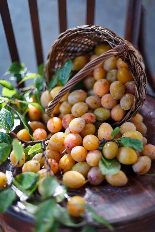 Сливовая пора фото превью