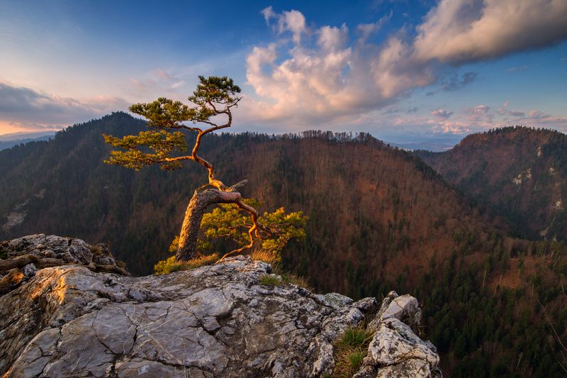pieniny,sokolica,national park,pieninski park narodowy,pieniny national park,landscape,krajobraz,poland,tatry,tatras,sunset, Sokolica nad ranem фото превью