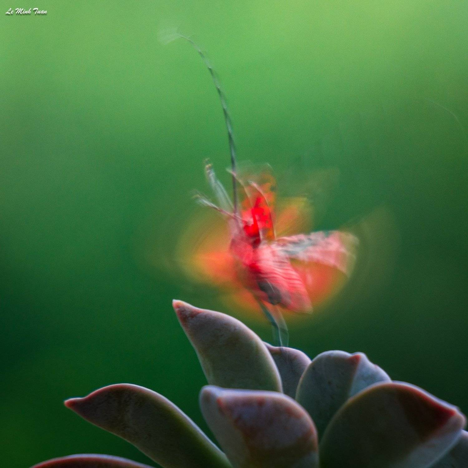 , L&ecirc; Minh Tuấn