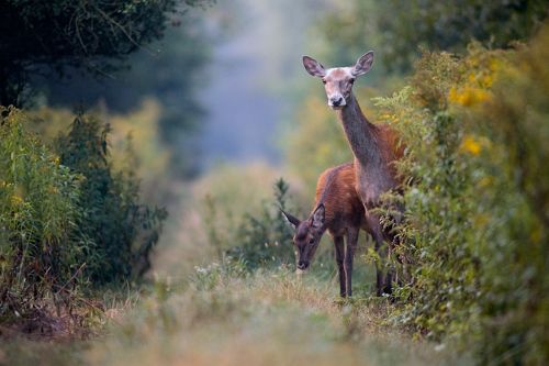 Dear Deers