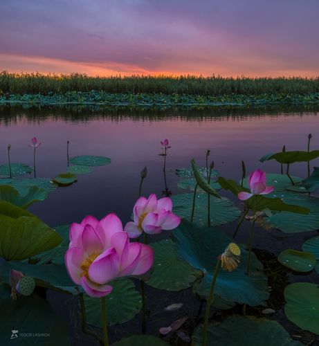 Лотосы цвета летней зари
