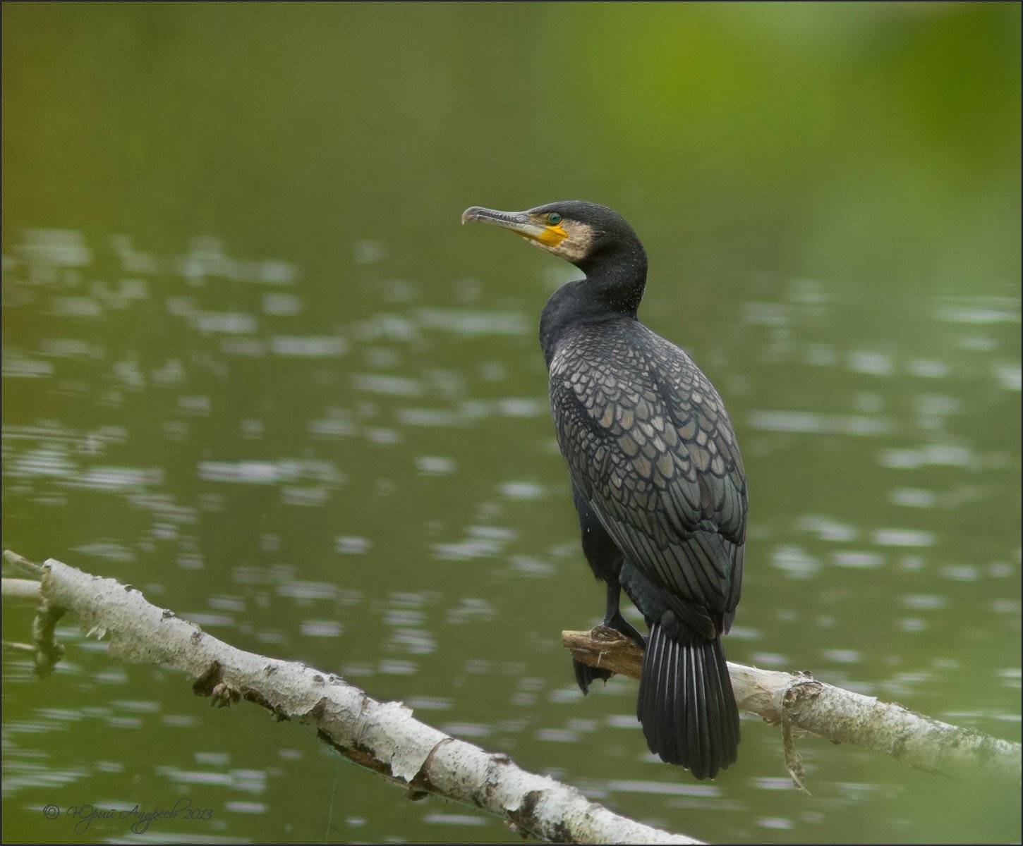 phalacrocorax carbo большой баклан, Юрий Андреев