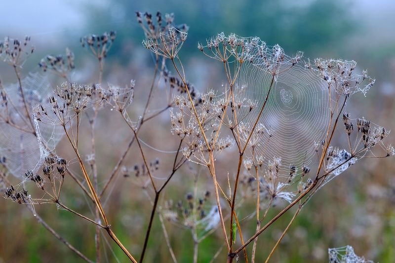 кружева, природа, паутина, утро, лето, туман, роса Кружева фото превью