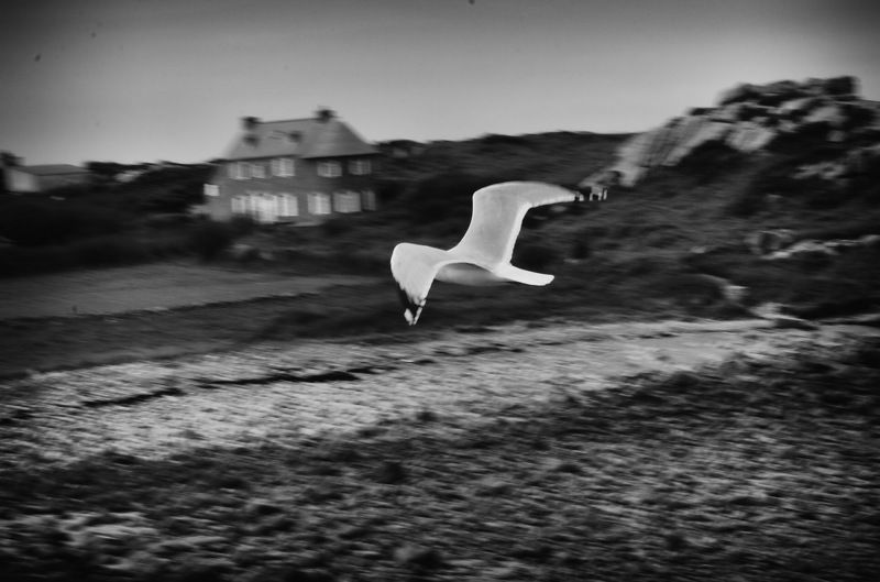 черно-белое ч/б жанр птицы Birds фото превью