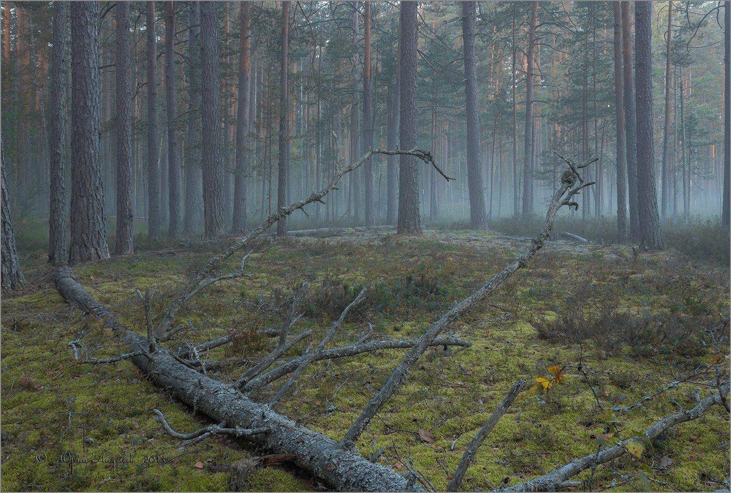 бор, рассвет, туман, лес, валежник, Юрий Андреев