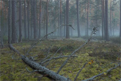 Рассвет в сосновом бору