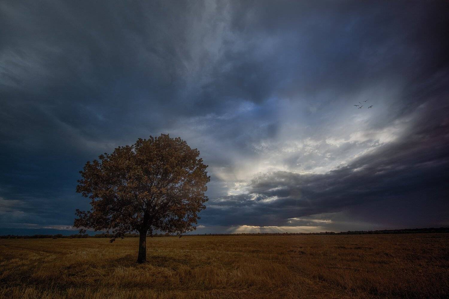 , Тодор Божков