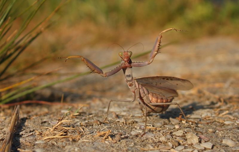 Богомол древесный среднеазиатский (лат. Hierodula tenuidentata) фото превью