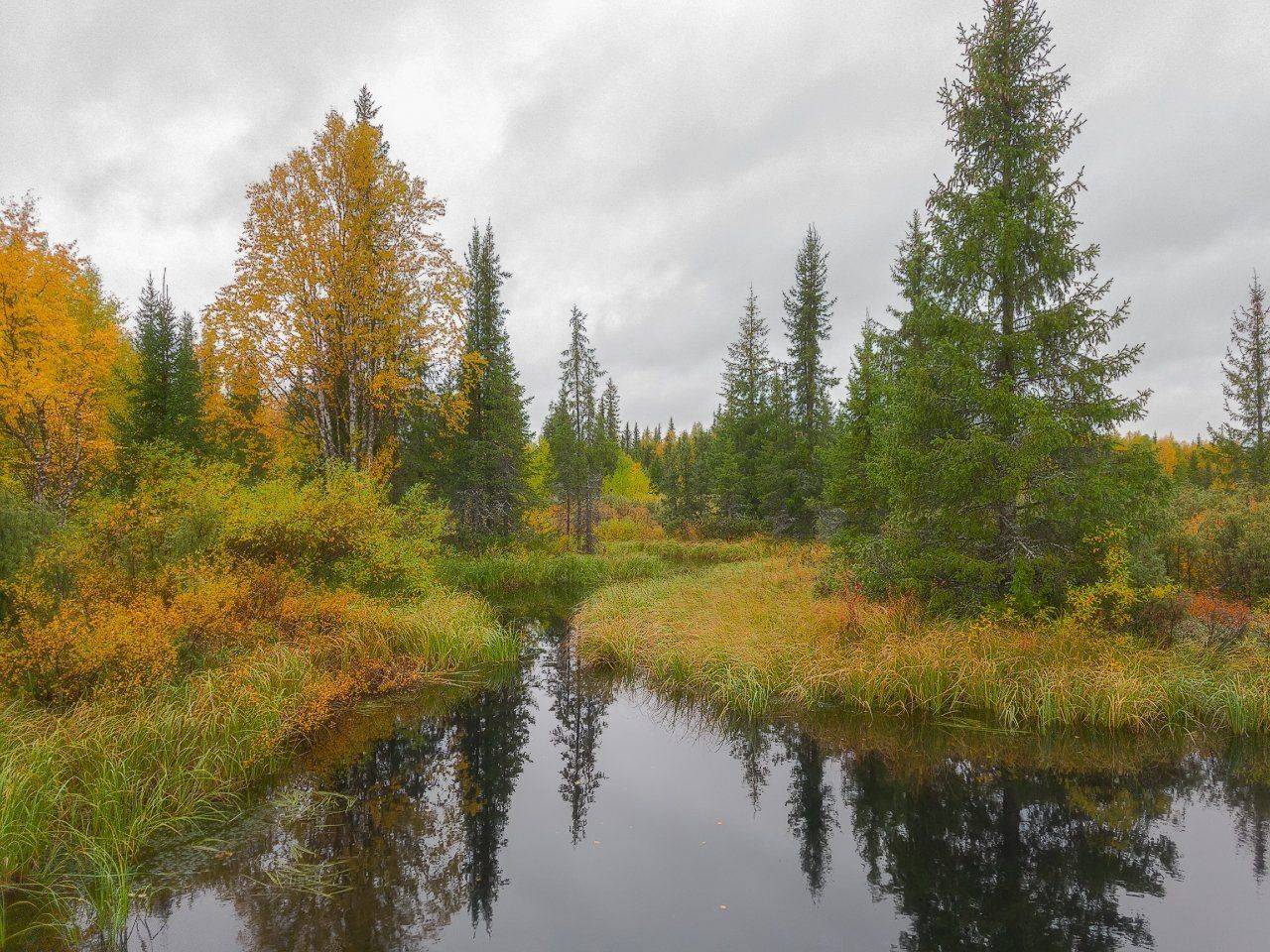 печора,коми,лес,осень,золотая,мобильноефото, Игорь Подобаев