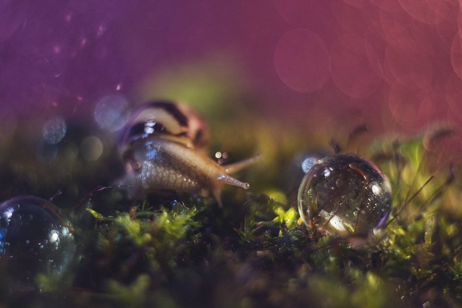 Макро, макросъемка, макрофотография, улитки, лес, природа, мох, Ксения Орлова