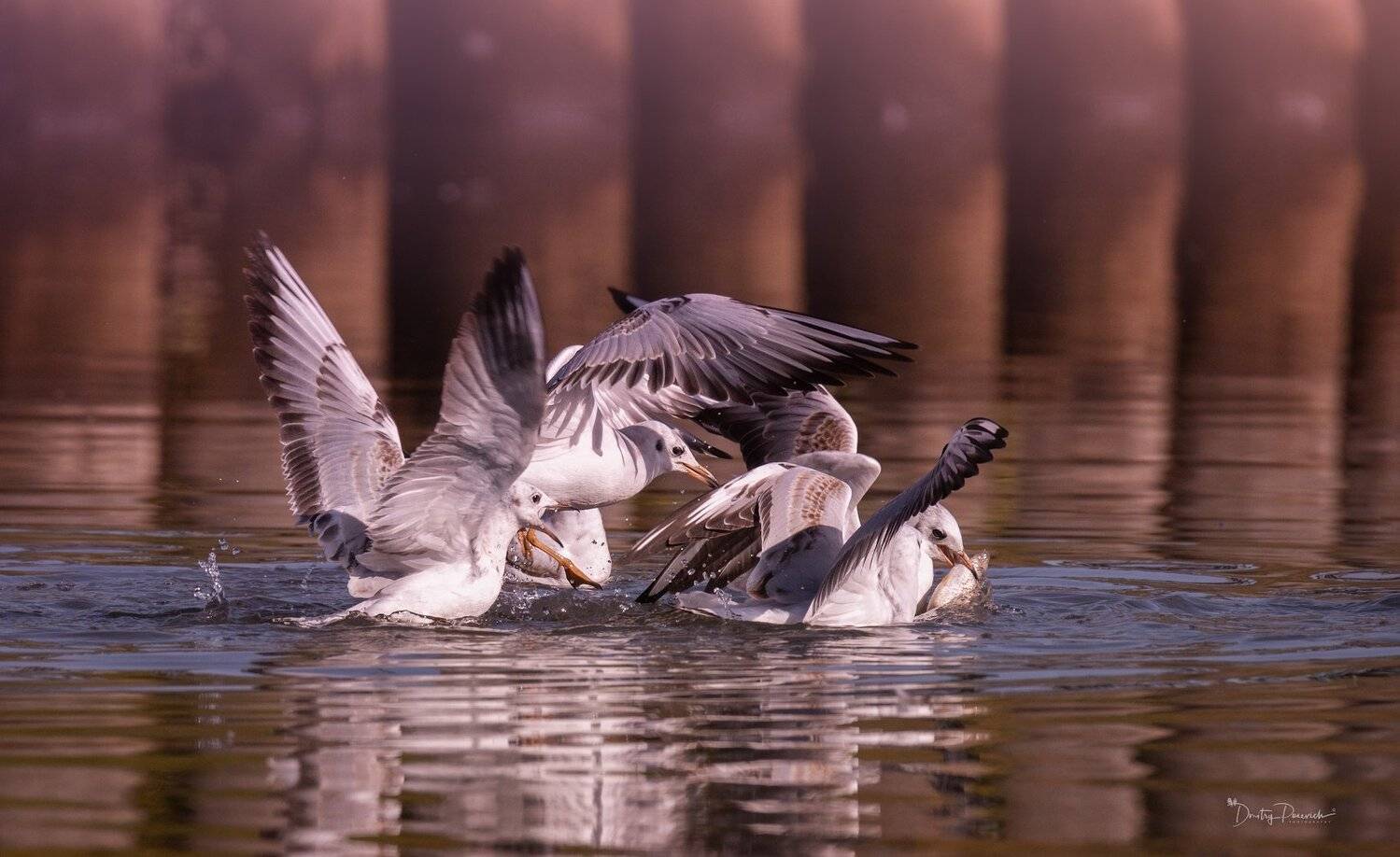 природа, лес, животные, птицы, Дмитрий Посевич