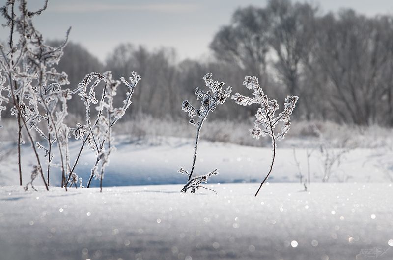 tdadiz, dizfx Из жизни \