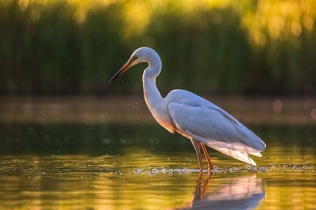 , Вячеслав Мищенко