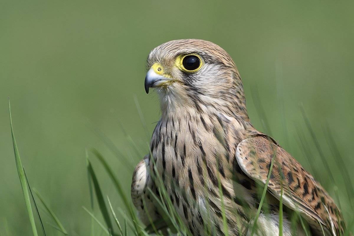 птицы birds, Jaroslav Mego