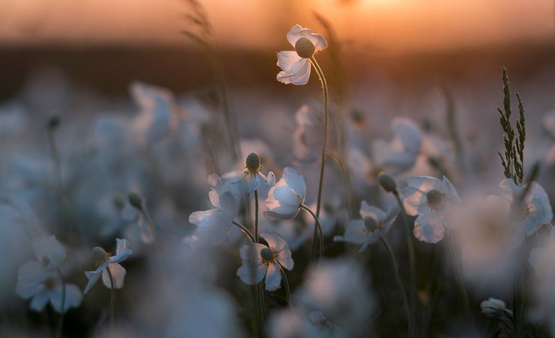 на закате... фото превью