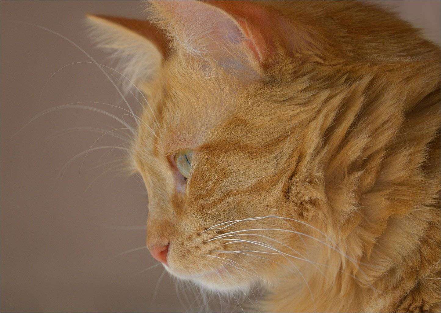 фауна, кошки, животные, апельсиновый, Sergey Drobkov