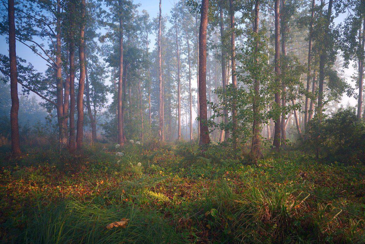 , Романский Владимир (NikonZoom)