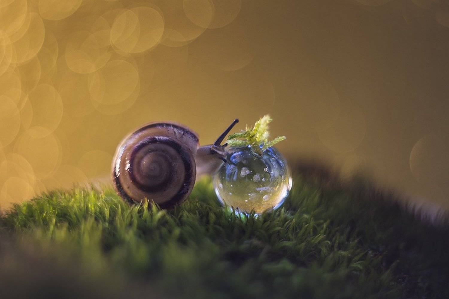 макро, макрофотография, макросъемка, улитка, капли, мох, лес, Ксения Орлова