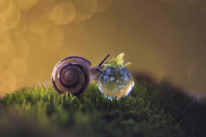 макро, макрофотография, макросъемка, улитка, капли, мох, лес Капля. фото превью