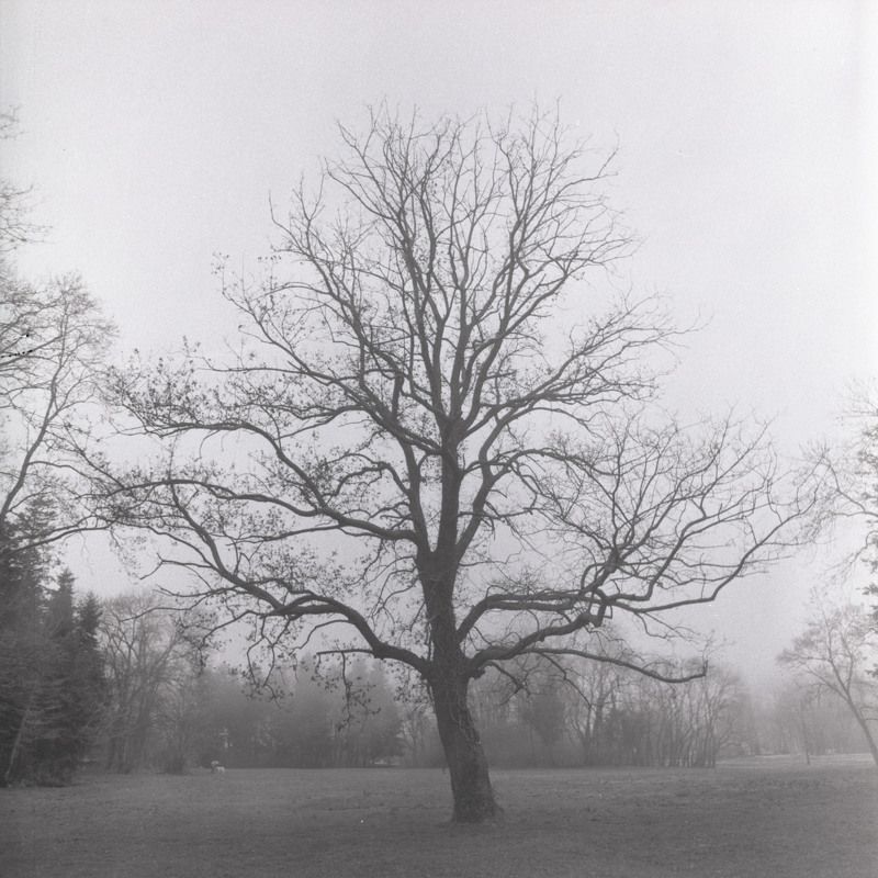 film, пленка, 6x6, средний, формат, middle, format Park фото превью