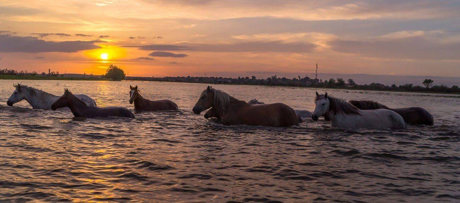сирень украсила наличники окна, над речкой ива распустила косы, бредёт садами девочка-весна, клубятся белым дымом абрикосы., Сергей цыбизов