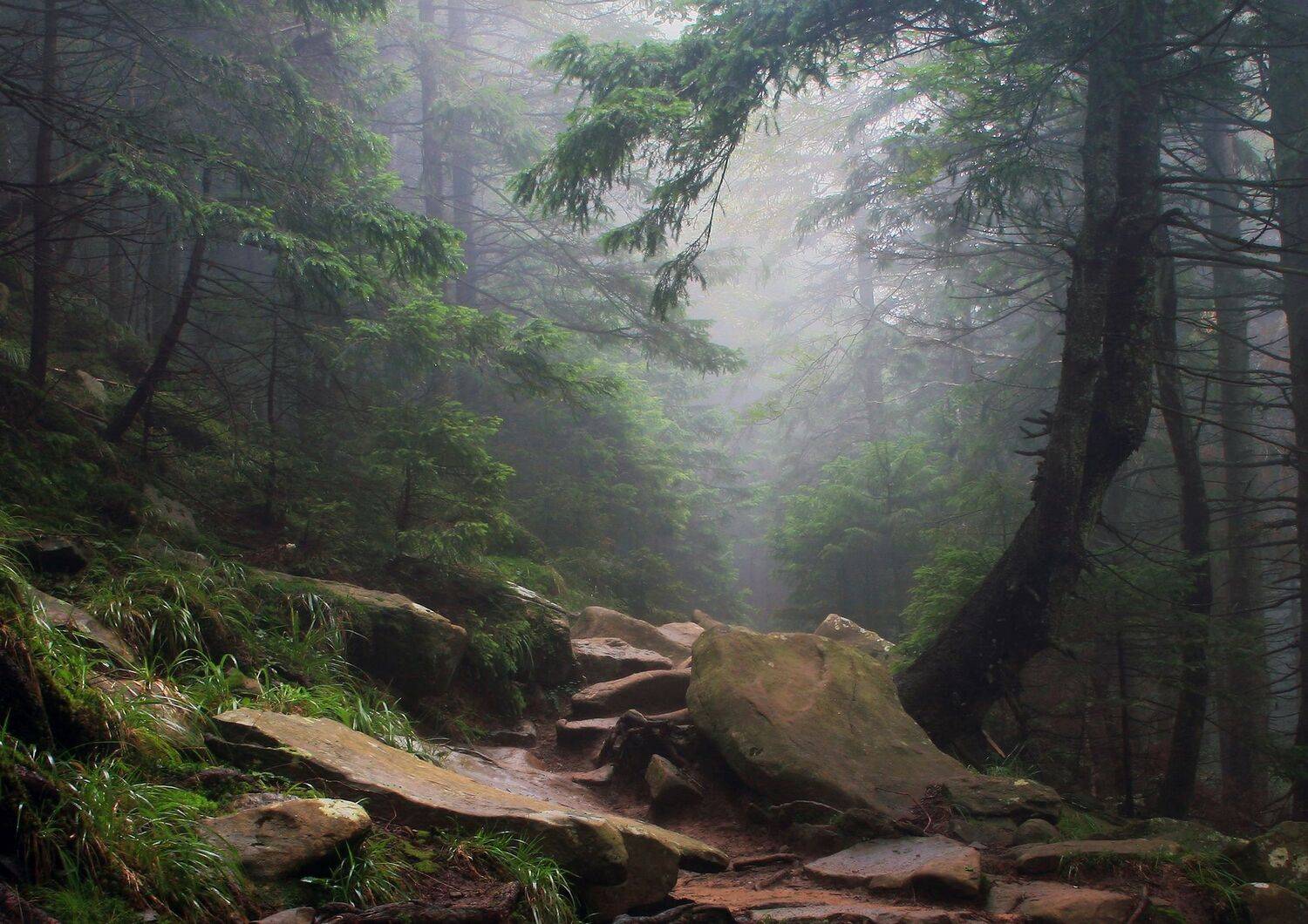 , Милокост Алексей