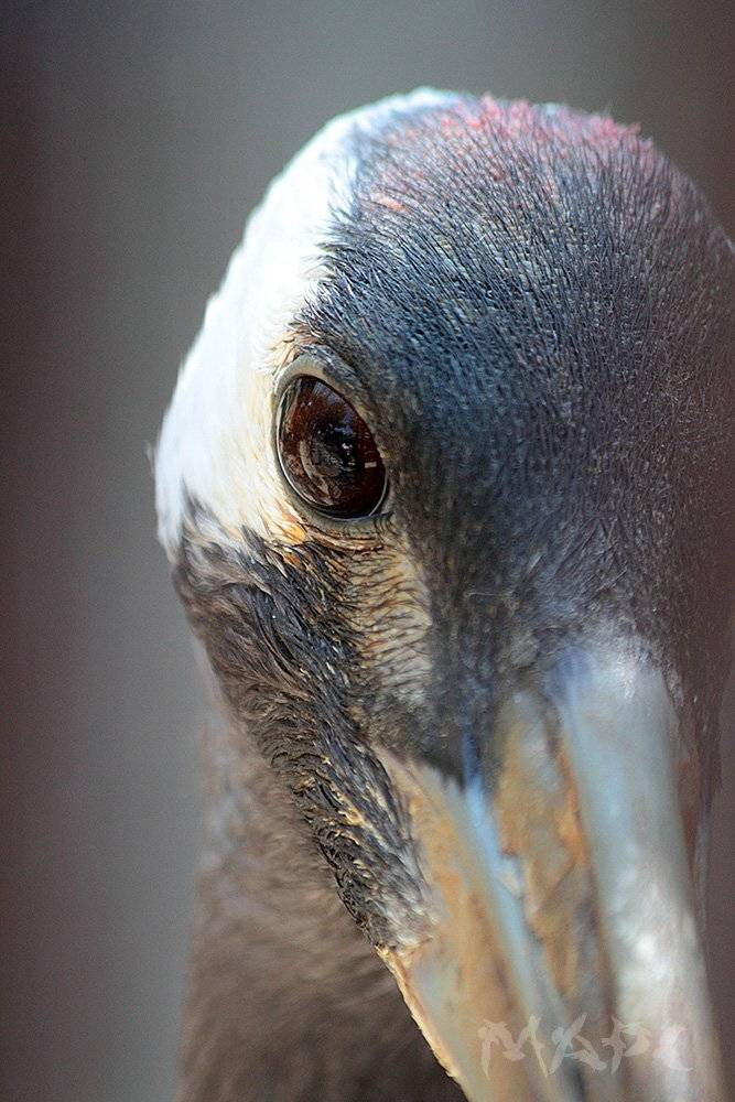 животные птицы журавль, Шангареев Марс