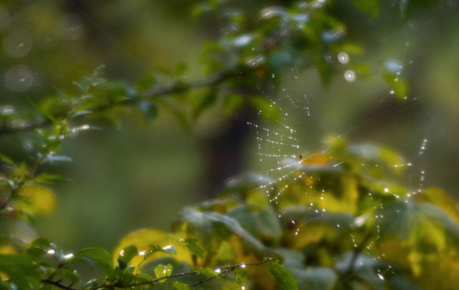 осень, природа, беларусь, лес, Sixten ( Сергей )