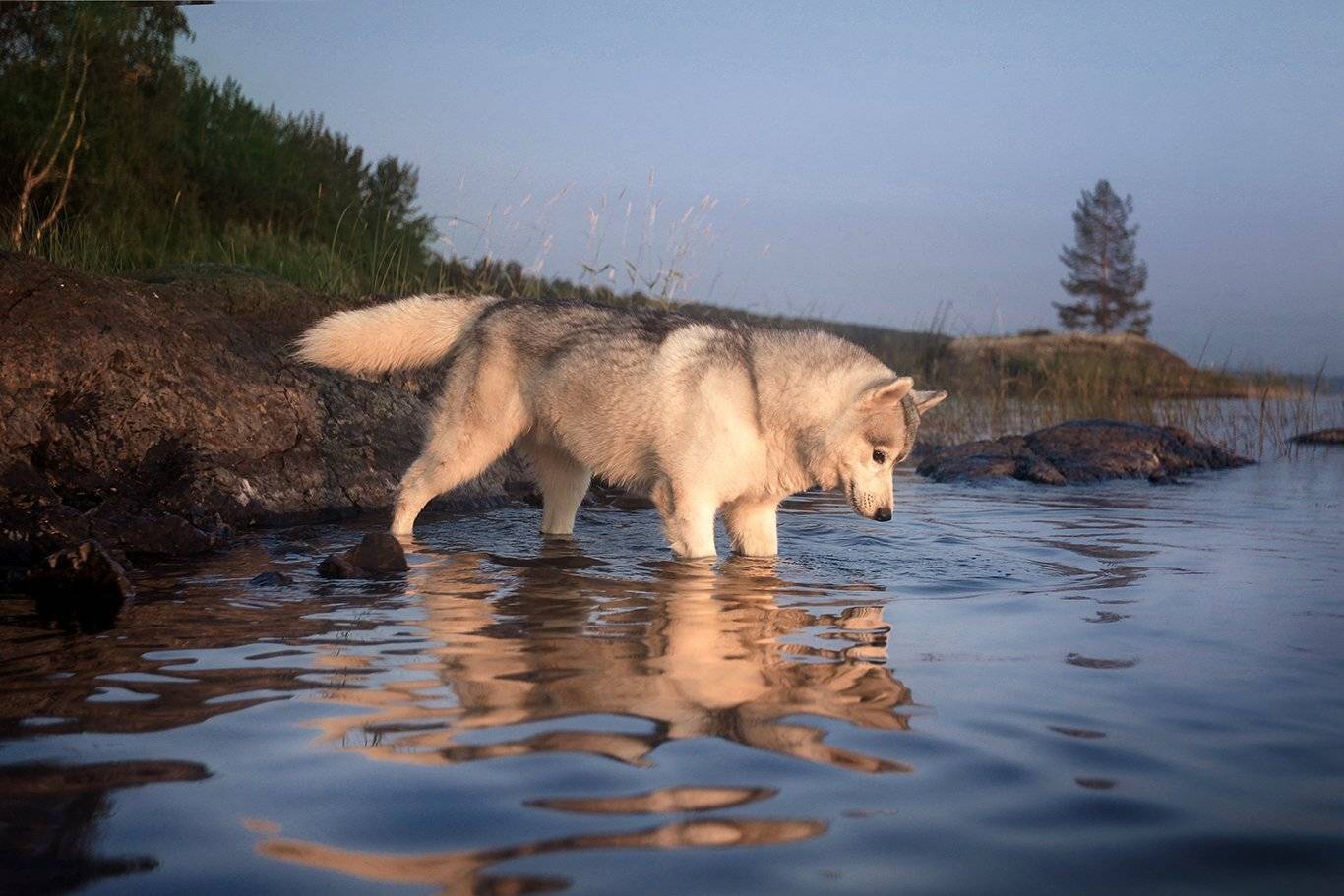 , Андрей Ершов