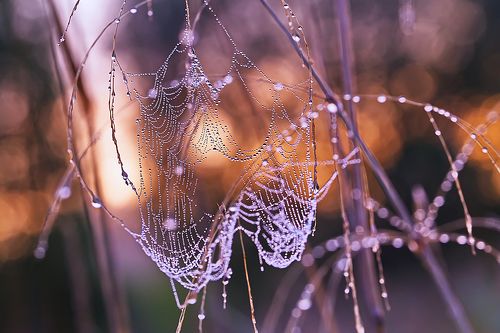 О паутинах сентября