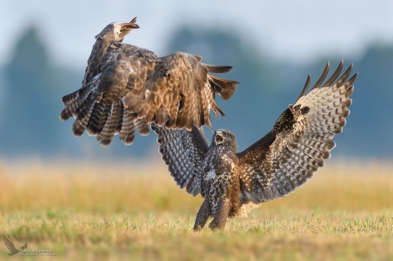 Myszołowy, Common Buzzard (Buteo buteo) ... 2018r фото превью
